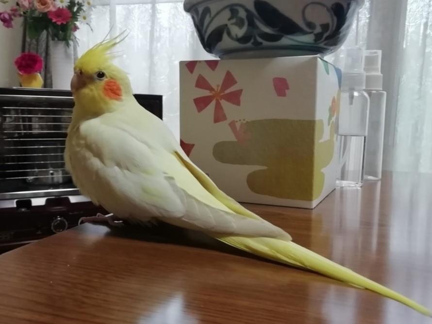ルルちゃん ルルちゃん