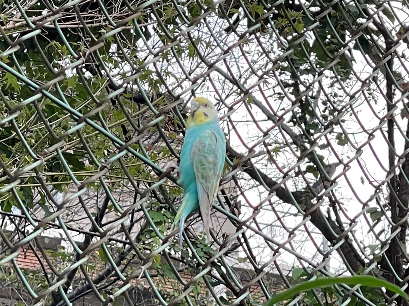 目撃された鳥 目撃された鳥