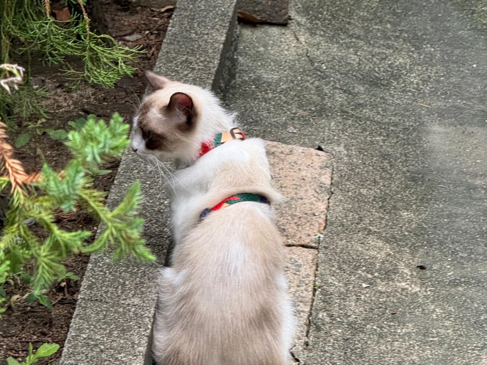 目撃された猫 目撃された猫