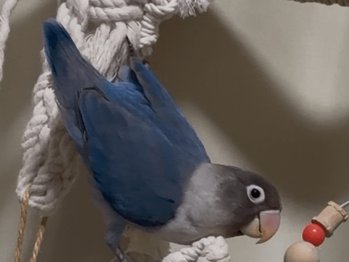 コテツちゃん コテツちゃん