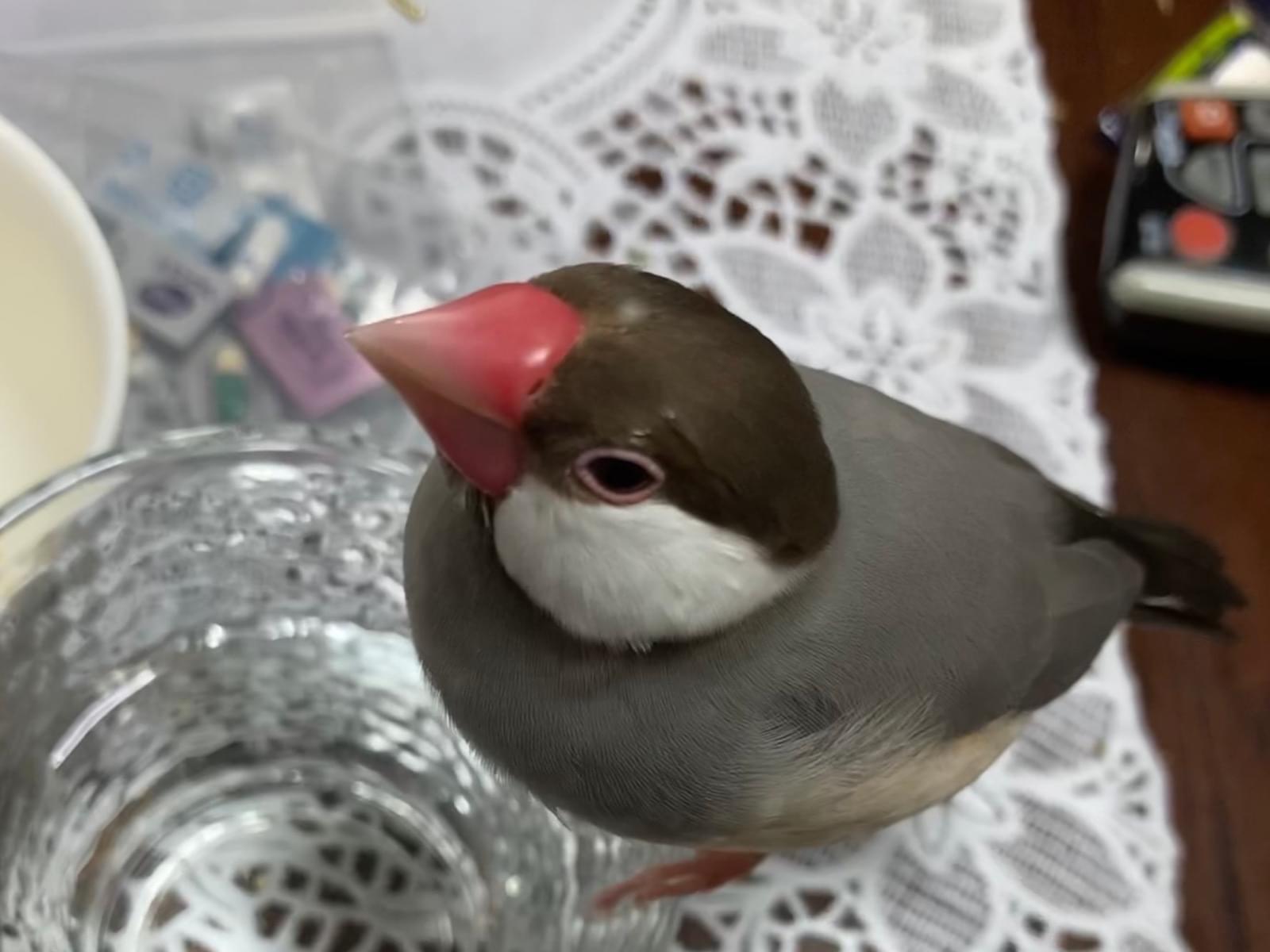 チャイちゃん チャイちゃん