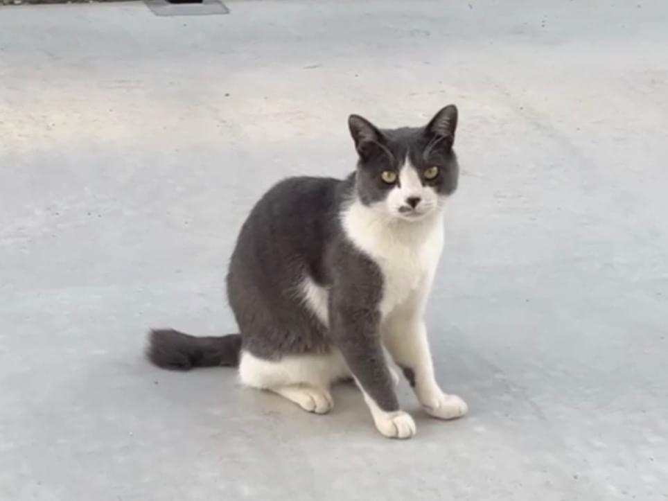 目撃された猫 目撃された猫