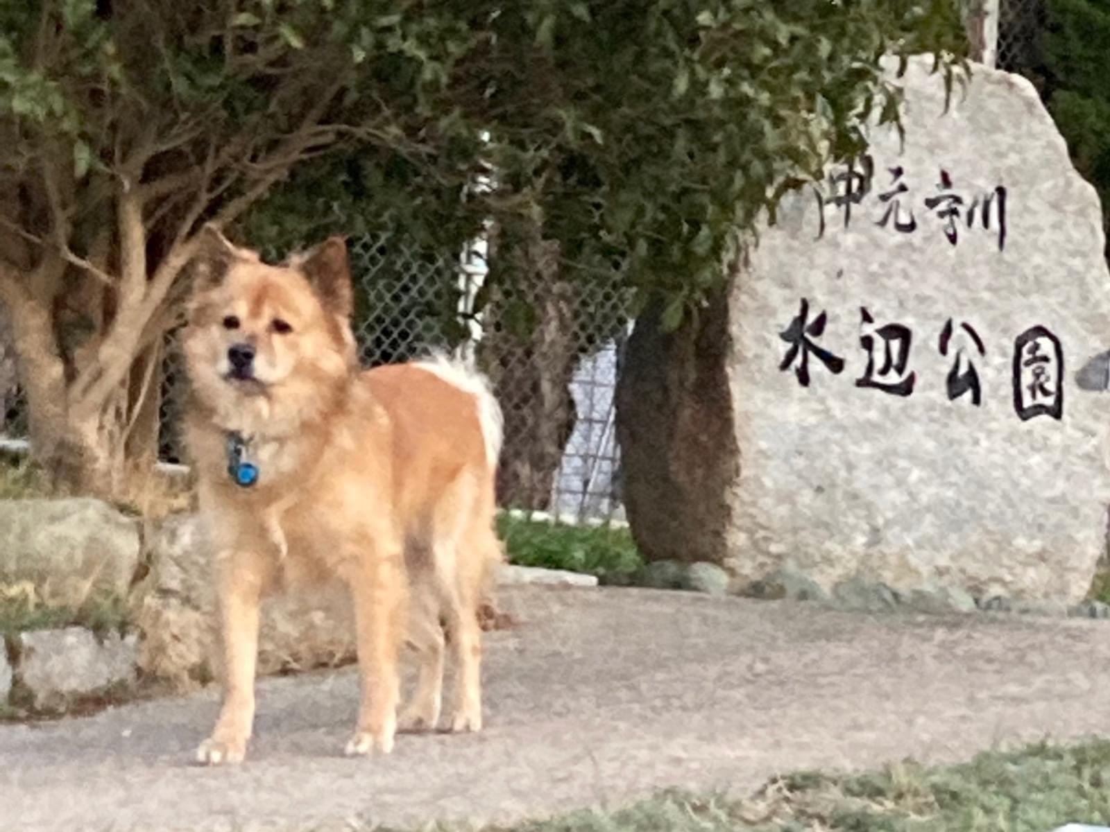 目撃された犬 目撃された犬