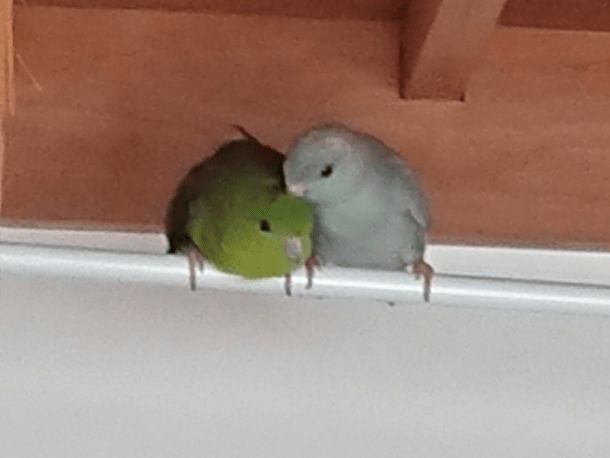 そらちゃん そらちゃん