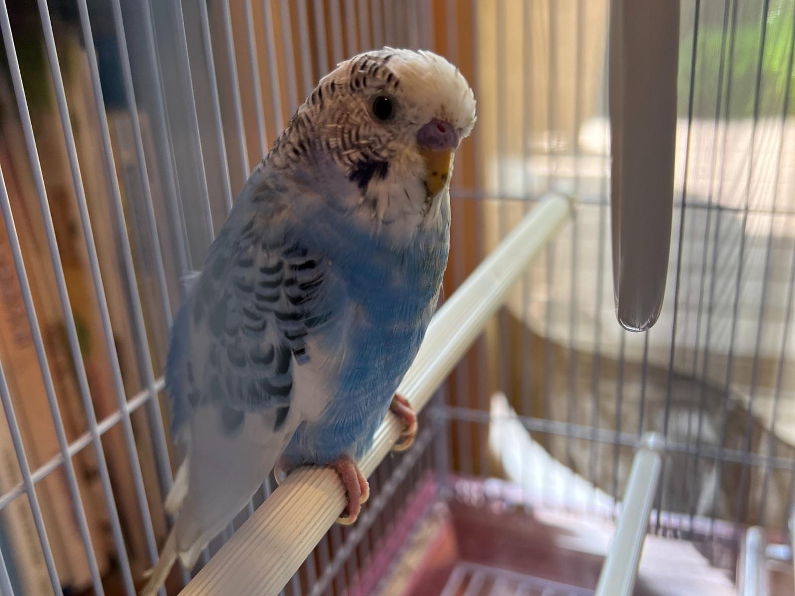 保護された鳥 保護された鳥