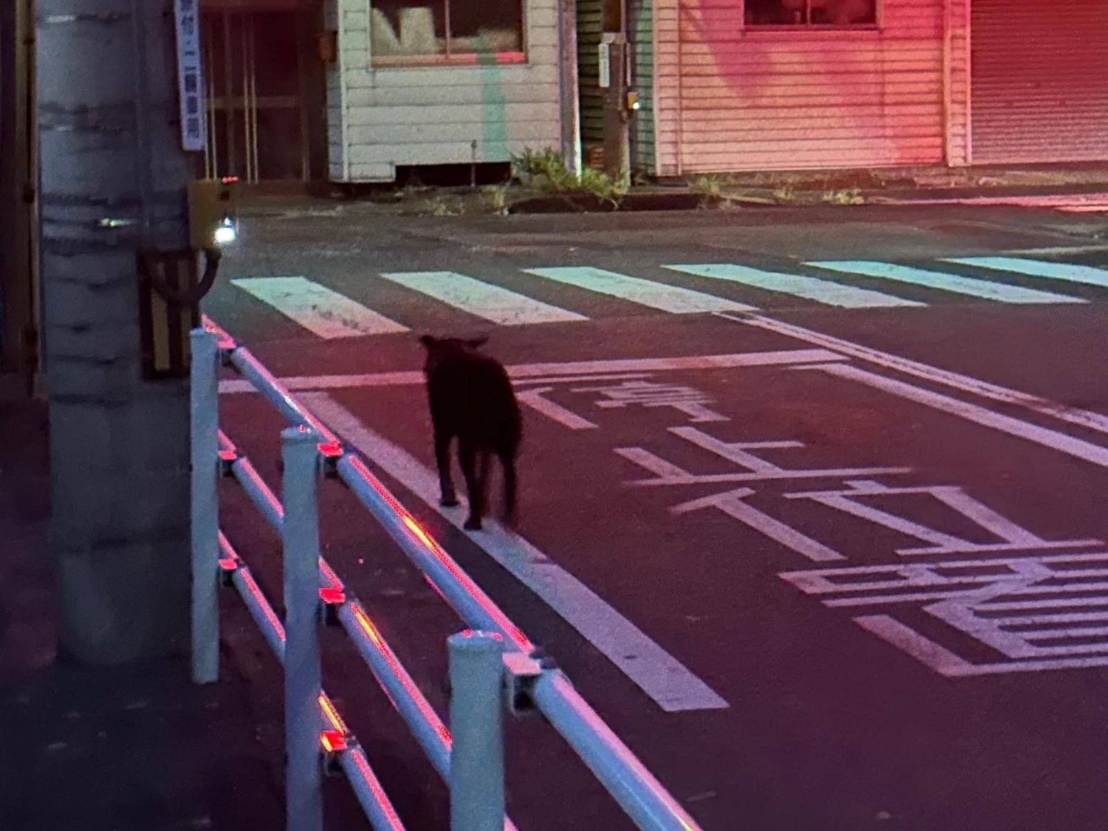 目撃された犬 目撃された犬