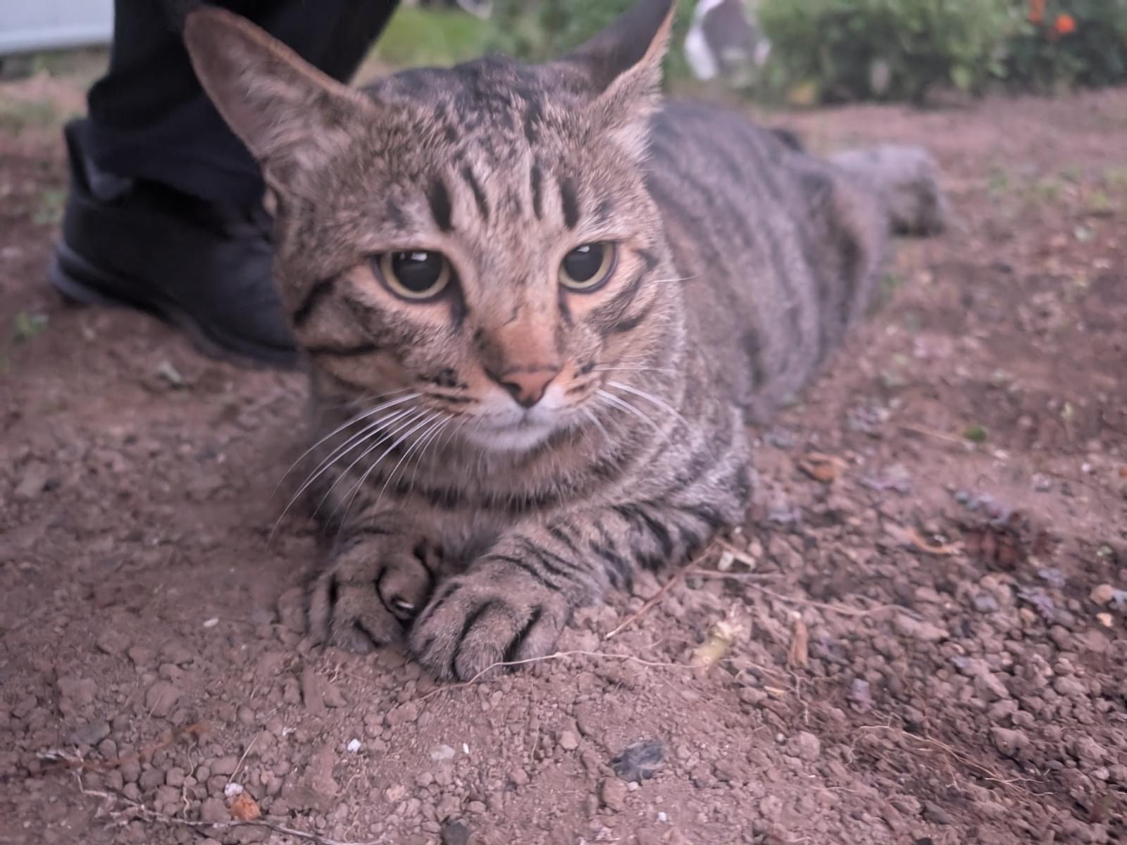 こしょうちゃん