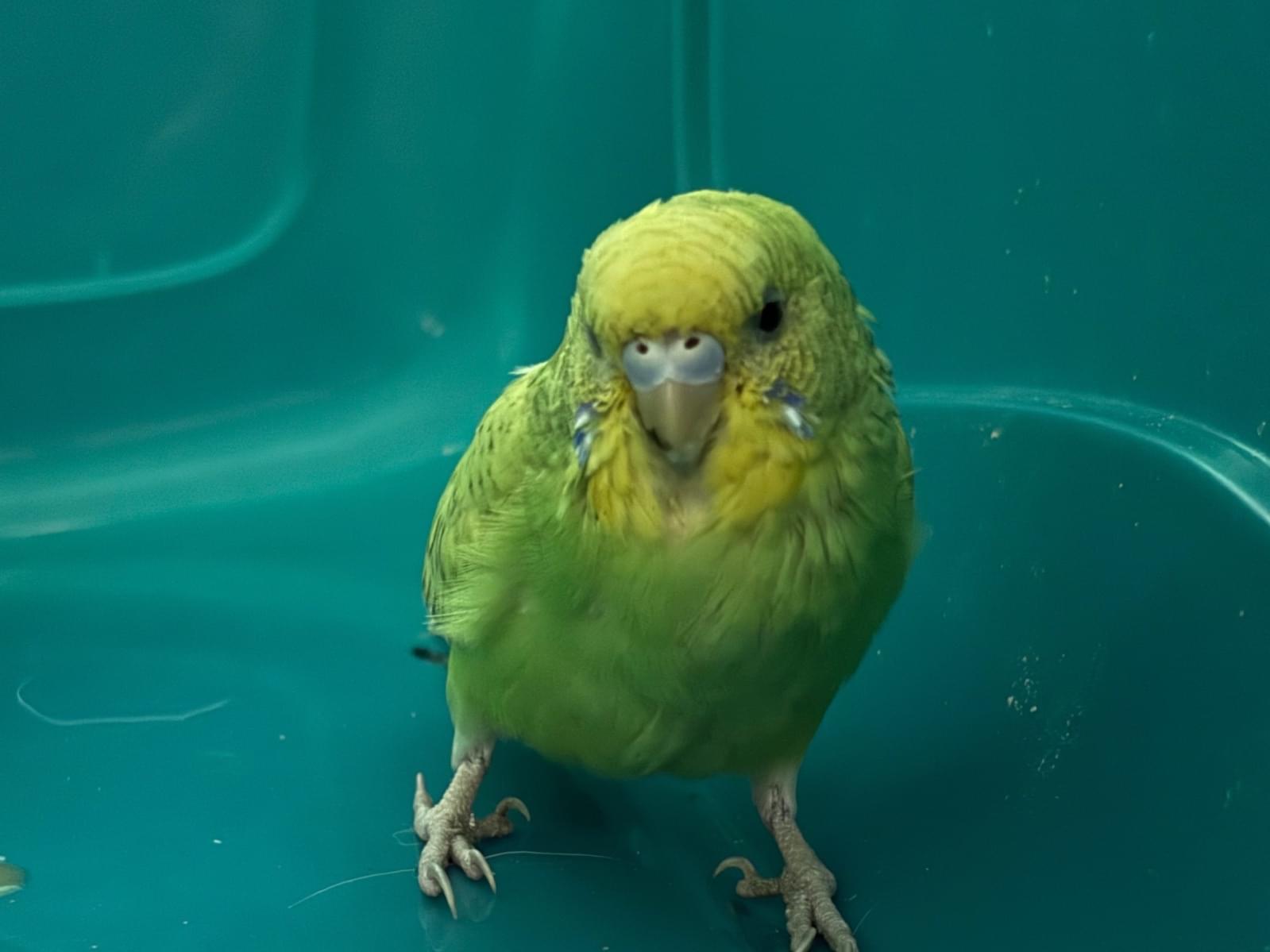 保護された鳥 保護された鳥