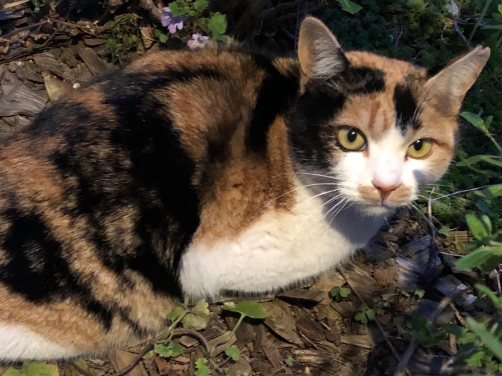 保護された猫 保護された猫