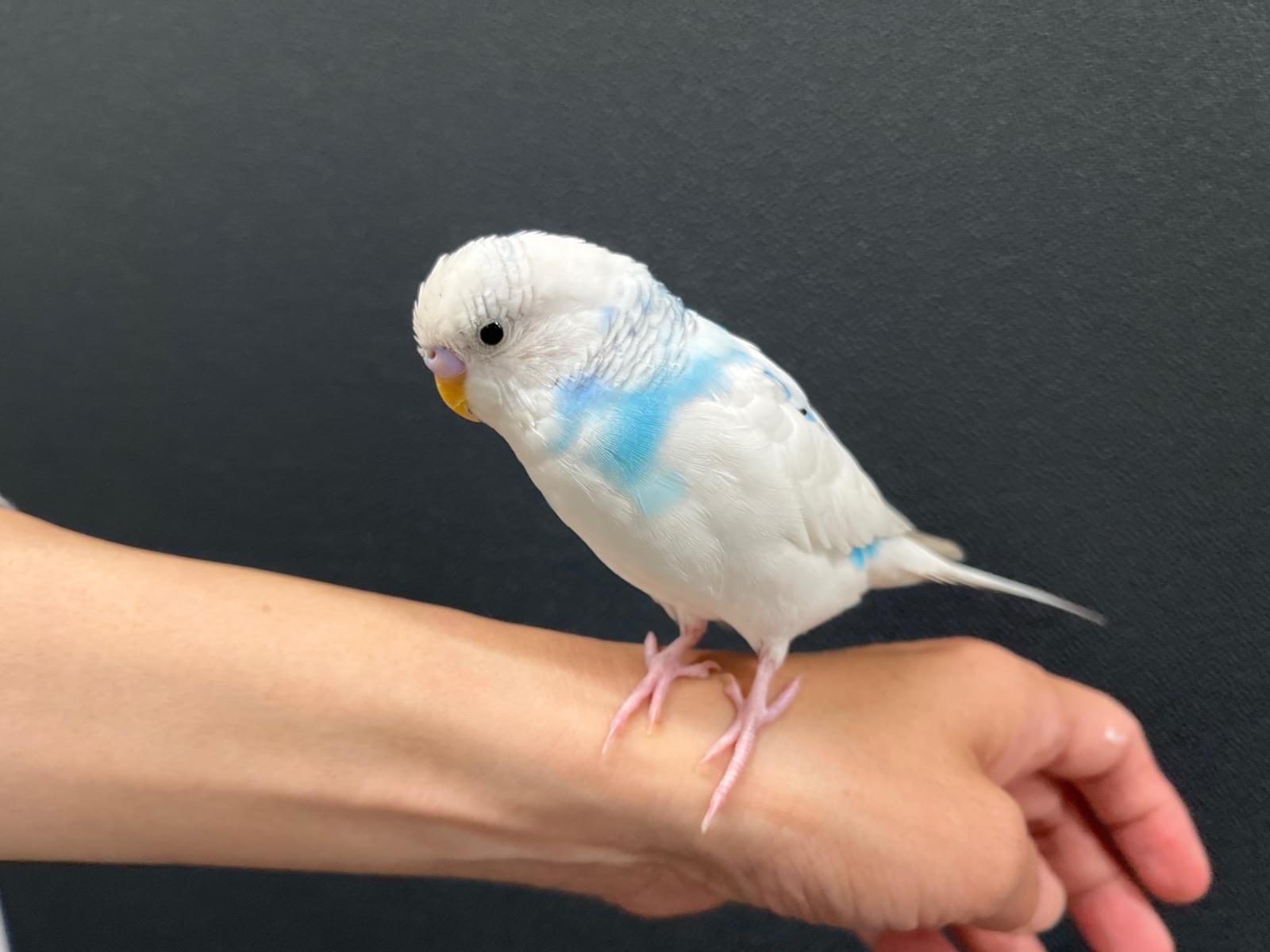 保護された鳥 保護された鳥