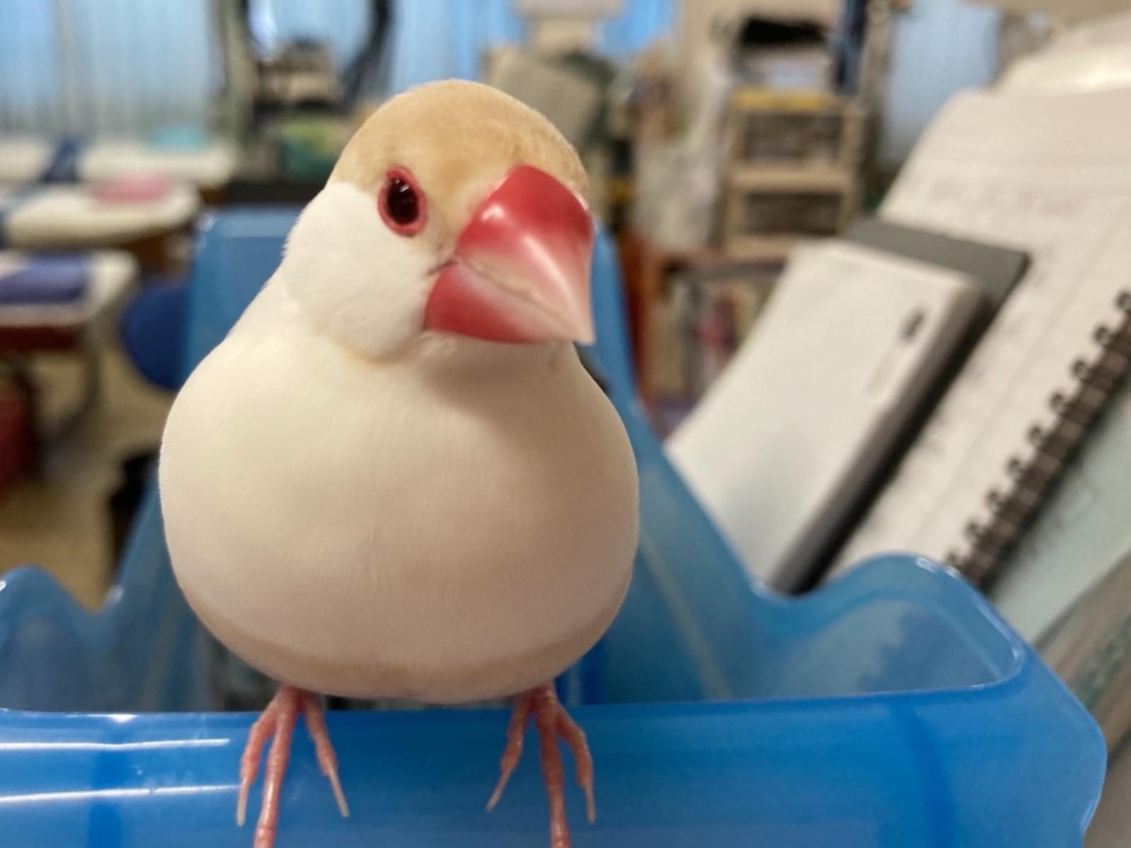 ちーちゃん ちーちゃん