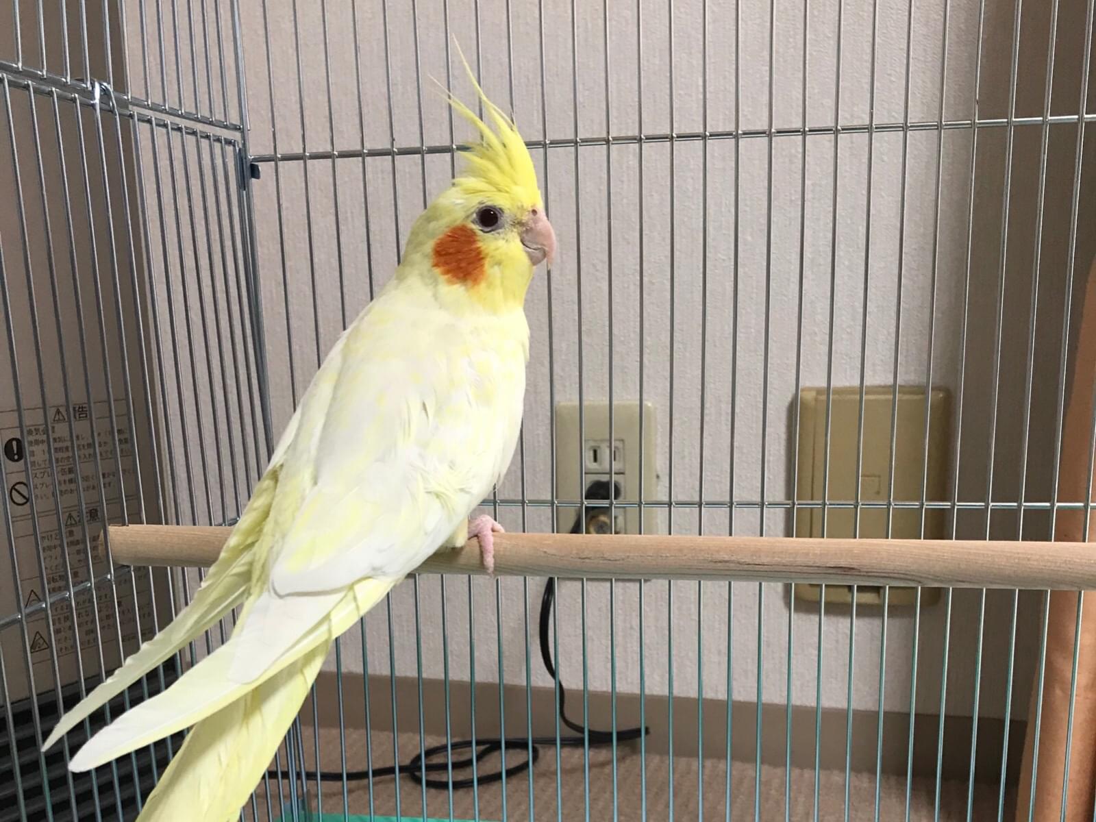 つばさちゃん つばさちゃん