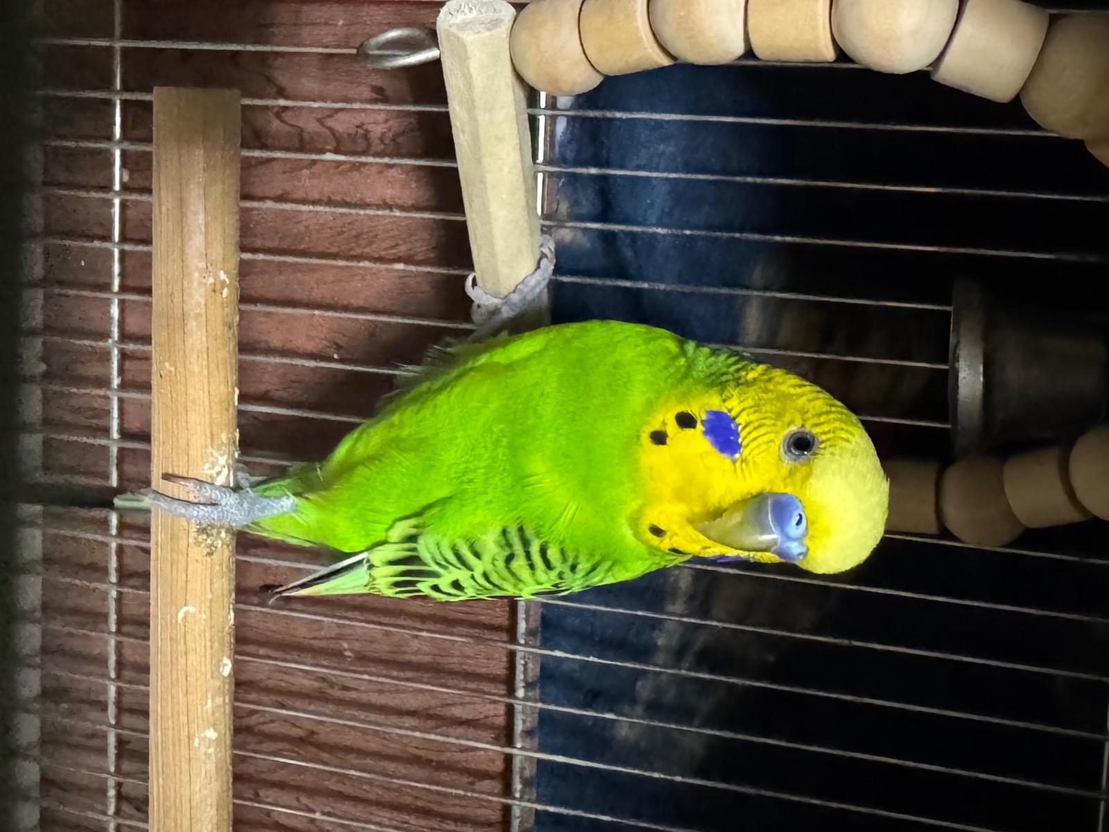 ぽこちゃん ぽこちゃん