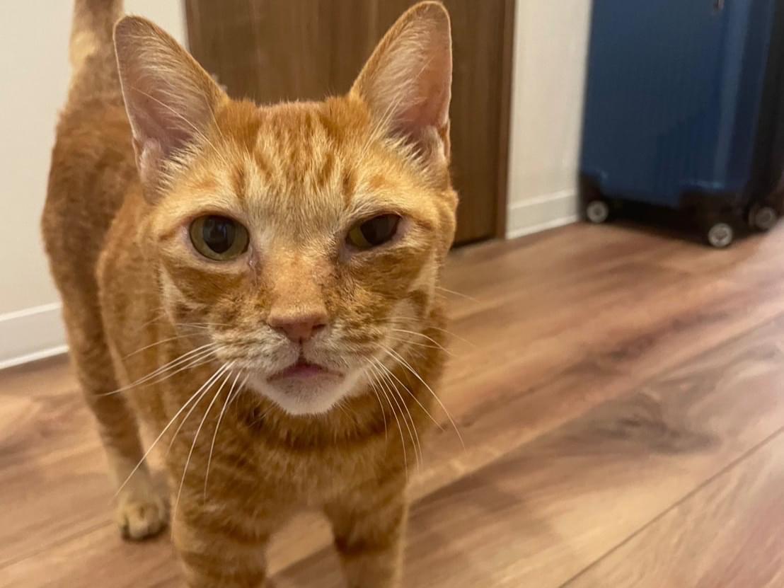 保護された猫 保護された猫