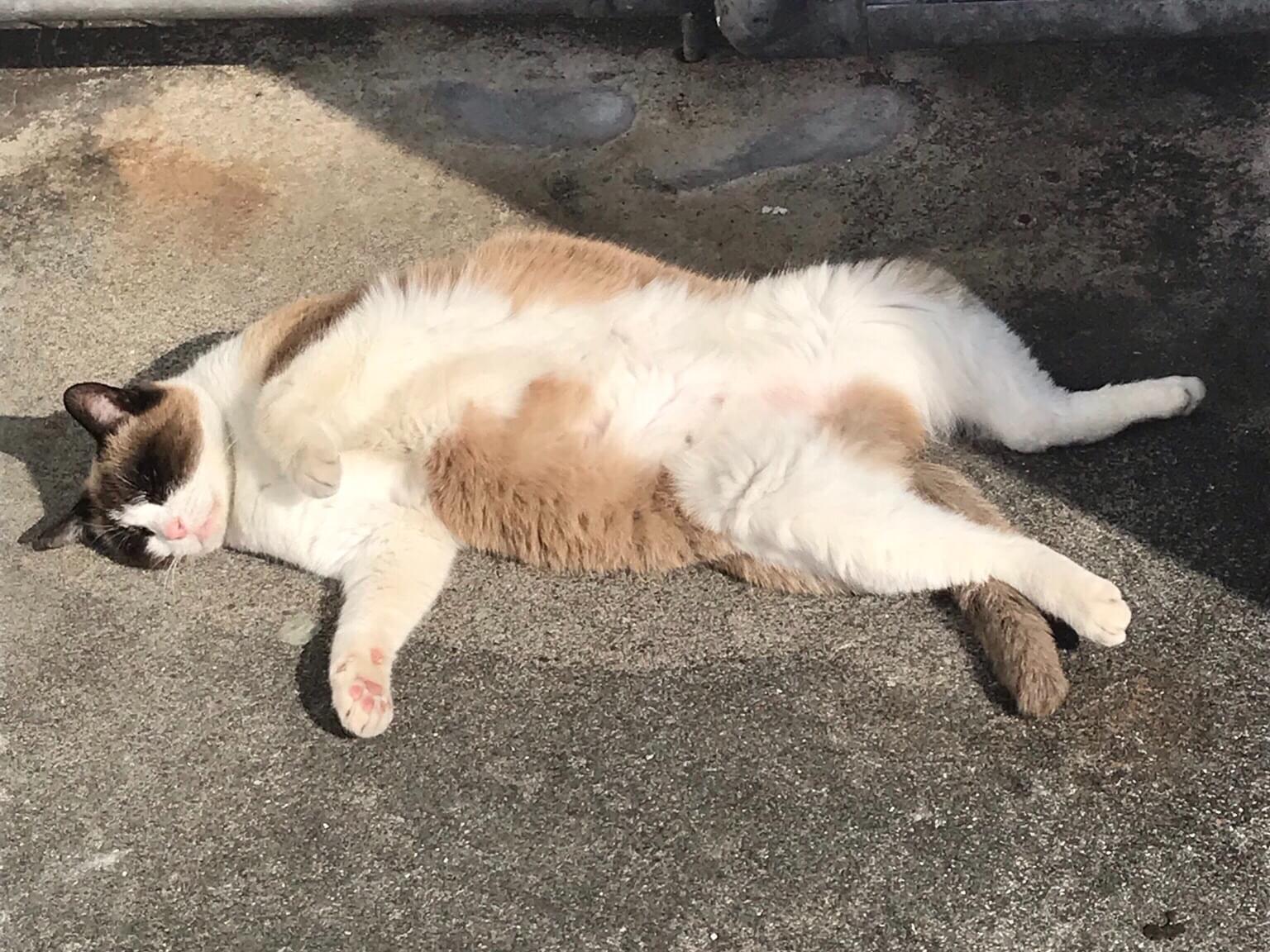 パンダママちゃん パンダママちゃん