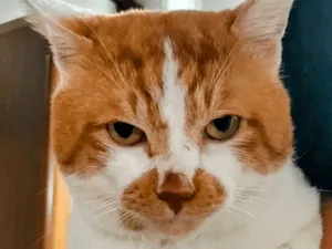 口の周りが、ぐるりと茶色い 白茶の猫を探しています