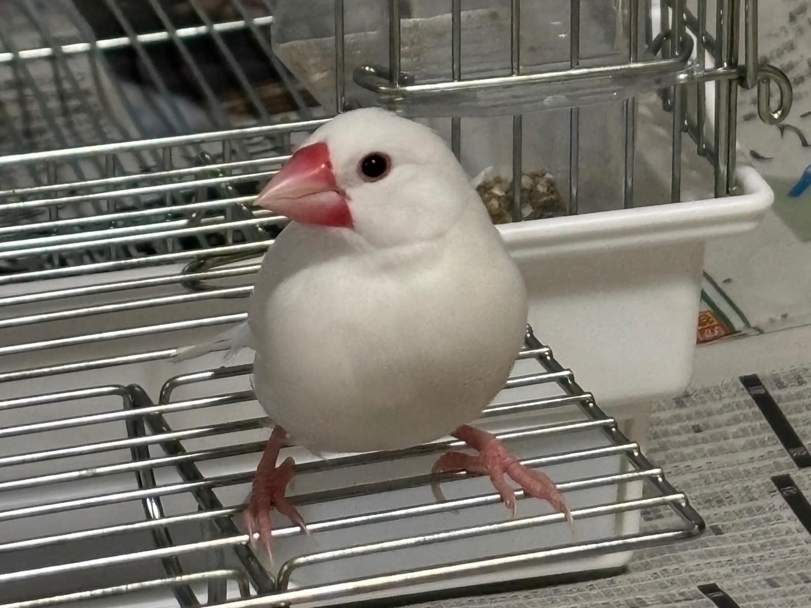 ピピちゃん ピピちゃん