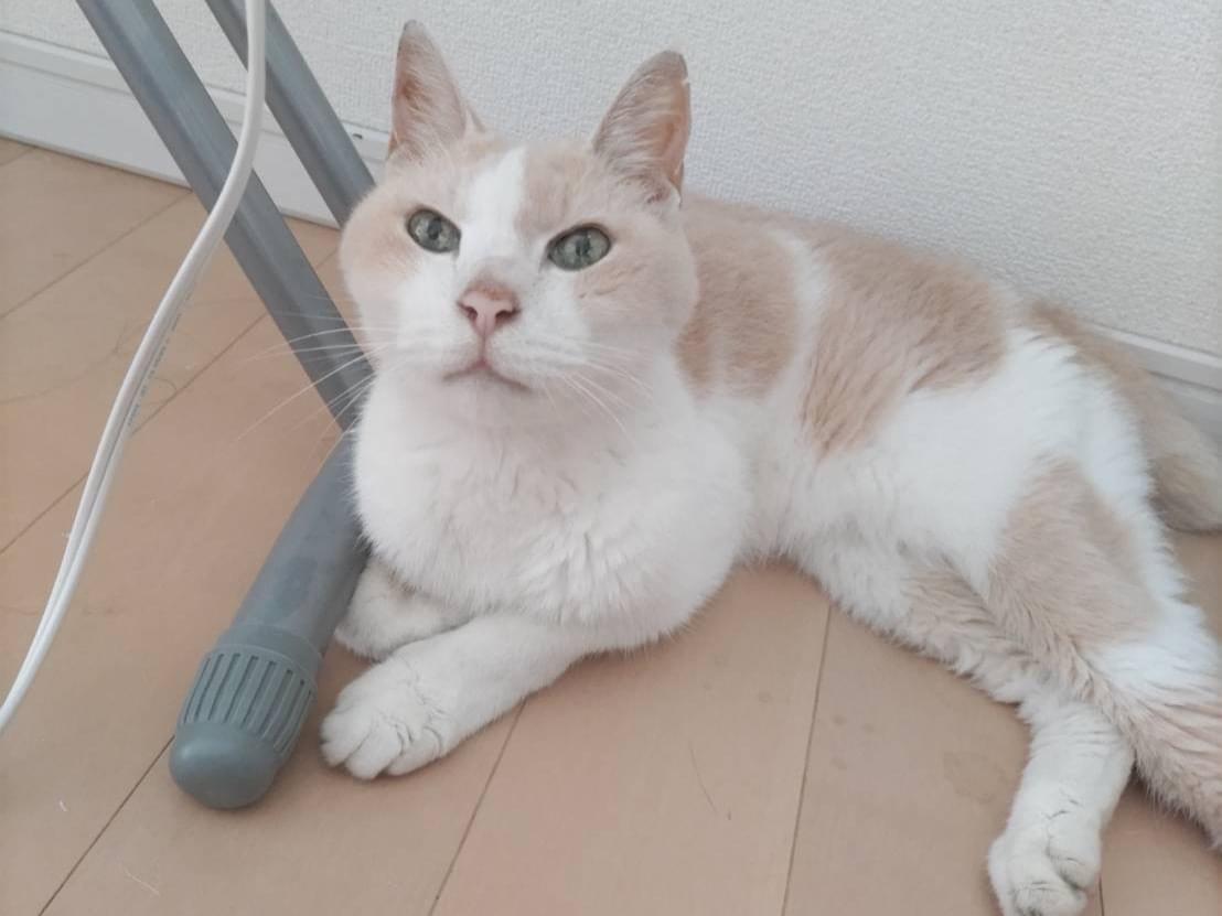 コタちゃん コタちゃん
