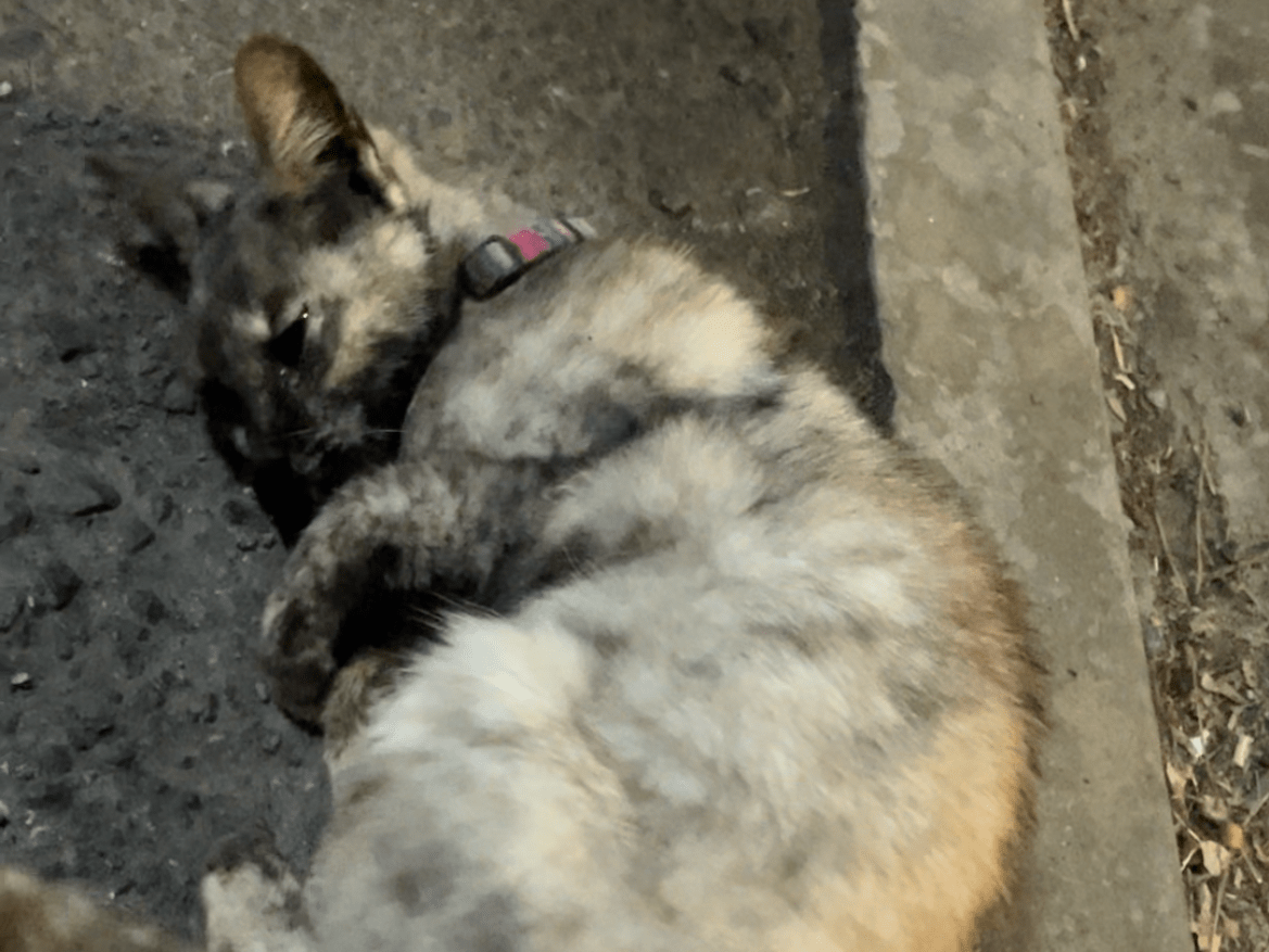 目撃された猫 目撃された猫
