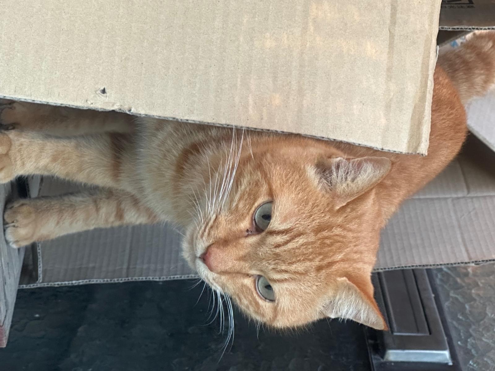 目撃された猫 目撃された猫