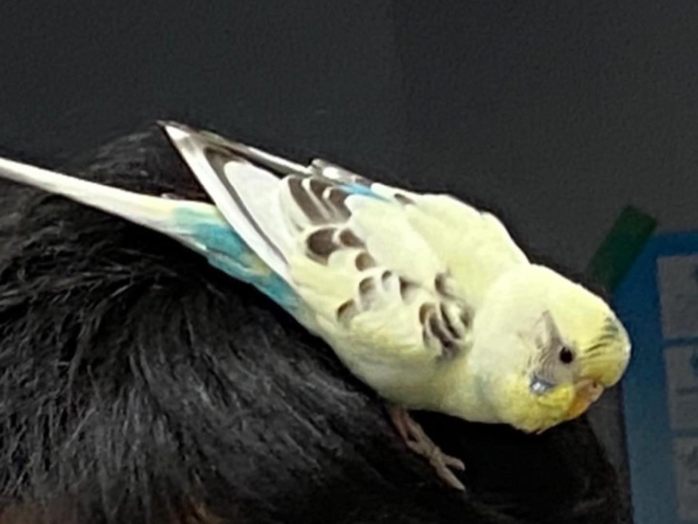保護された鳥 保護された鳥