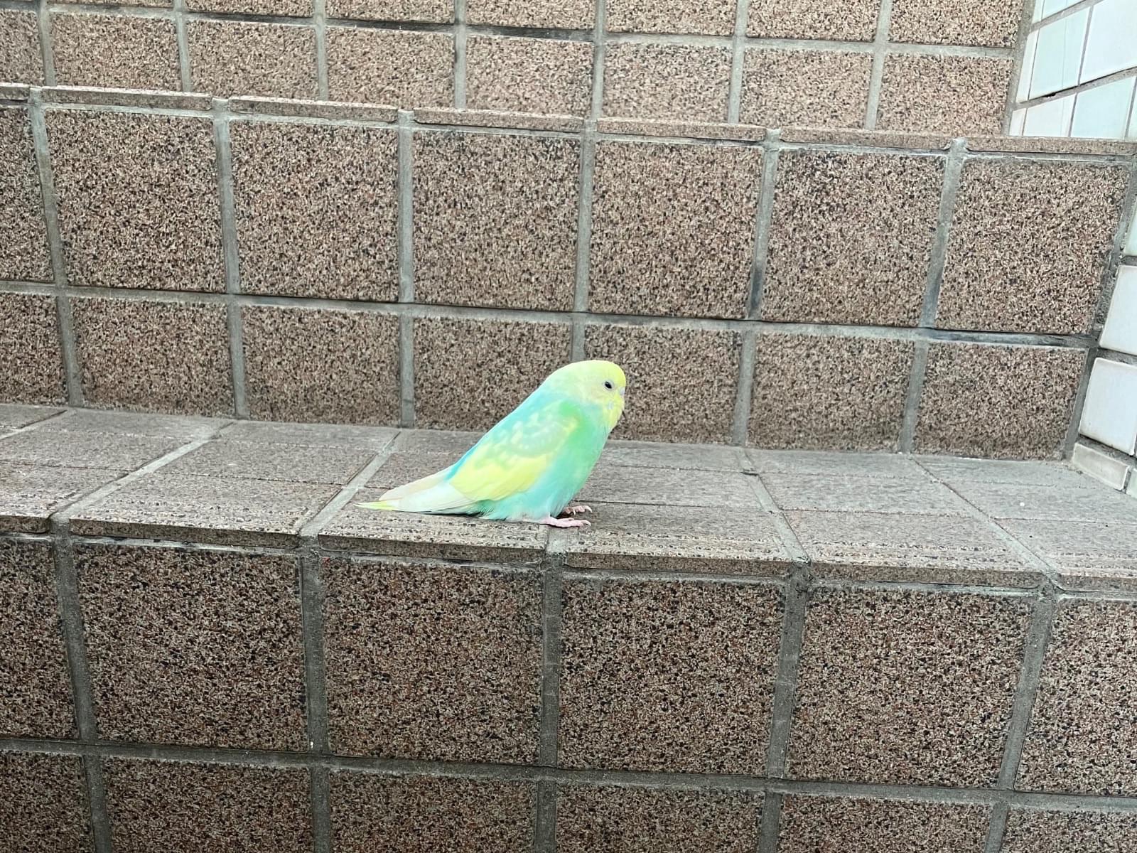 保護された鳥 保護された鳥