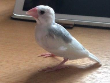 ブンちゃん ブンちゃん