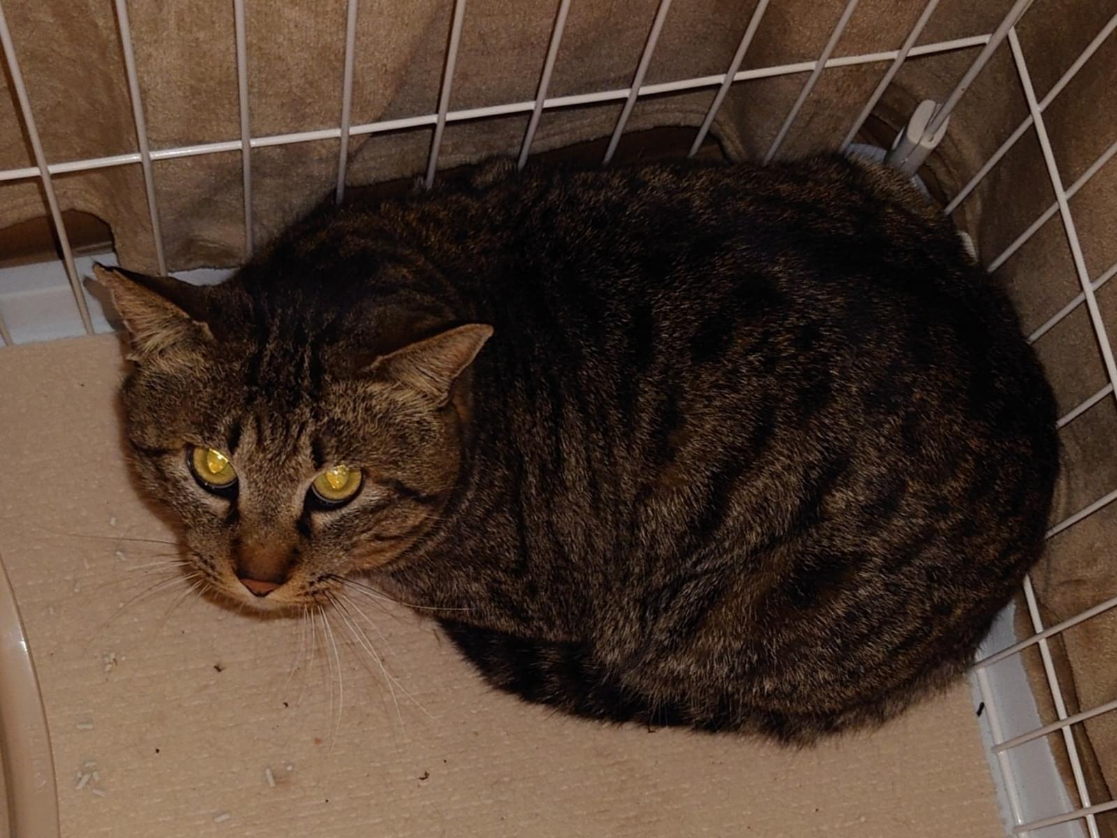 保護された猫 保護された猫