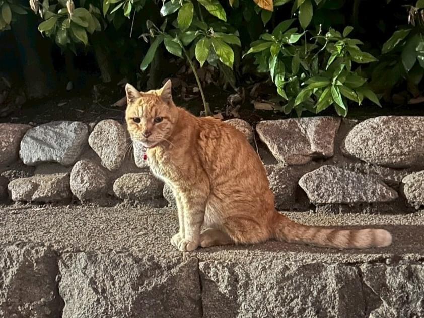 目撃された猫 目撃された猫