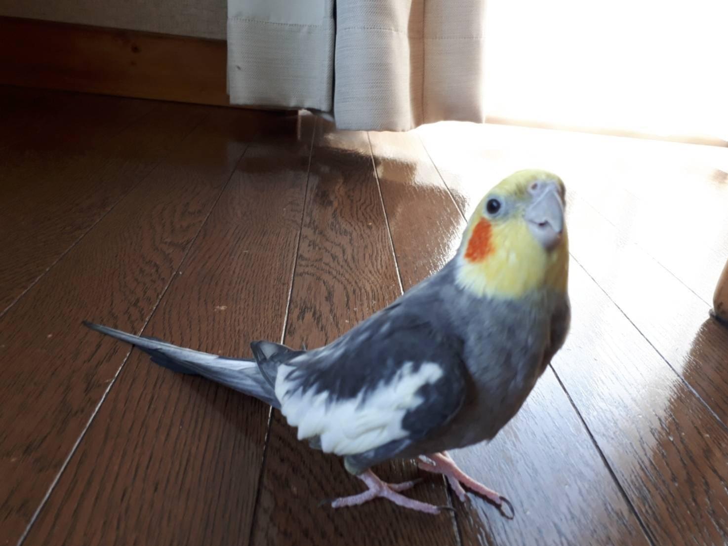 ひよちゃん ひよちゃん