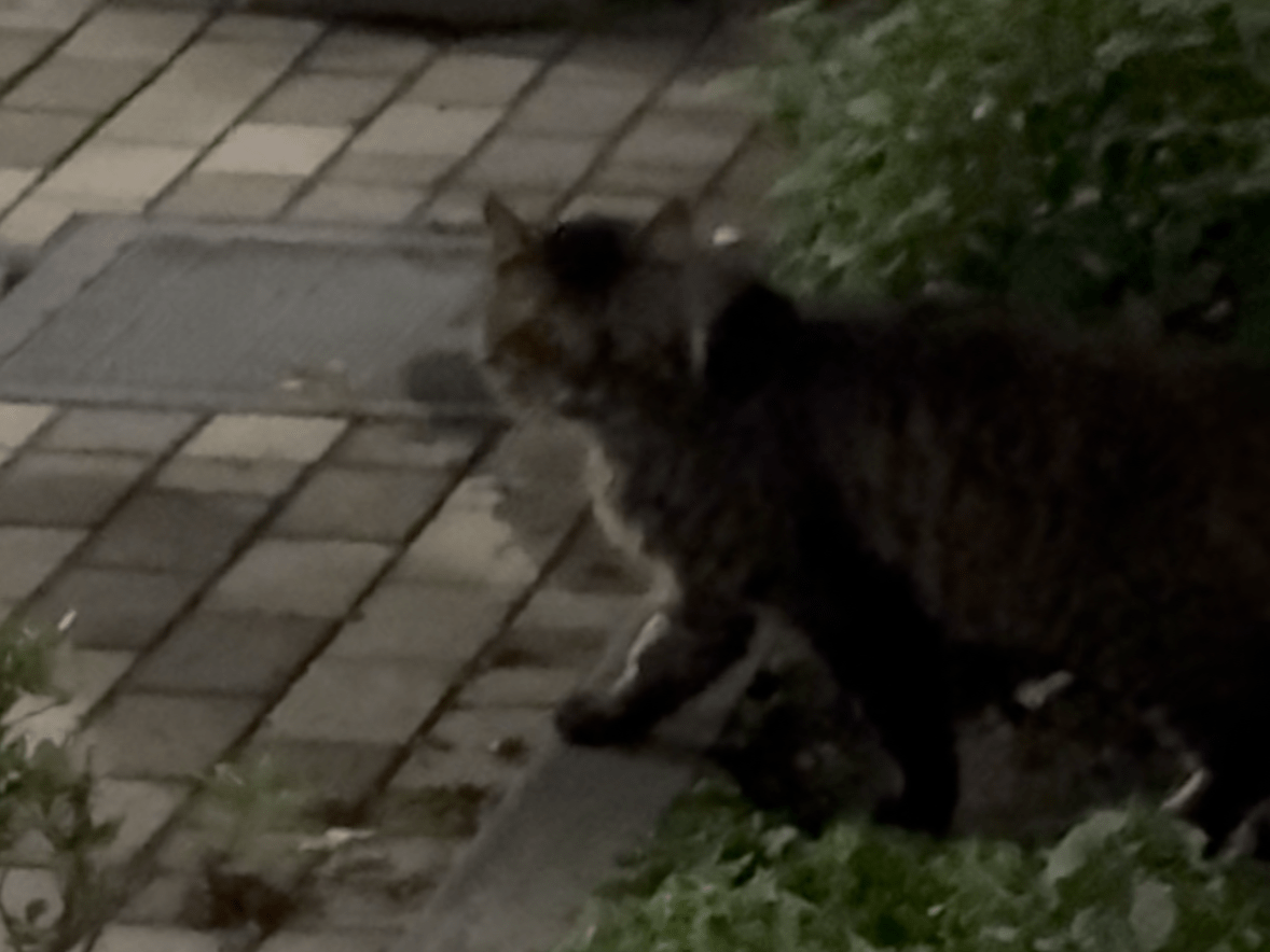 目撃された猫