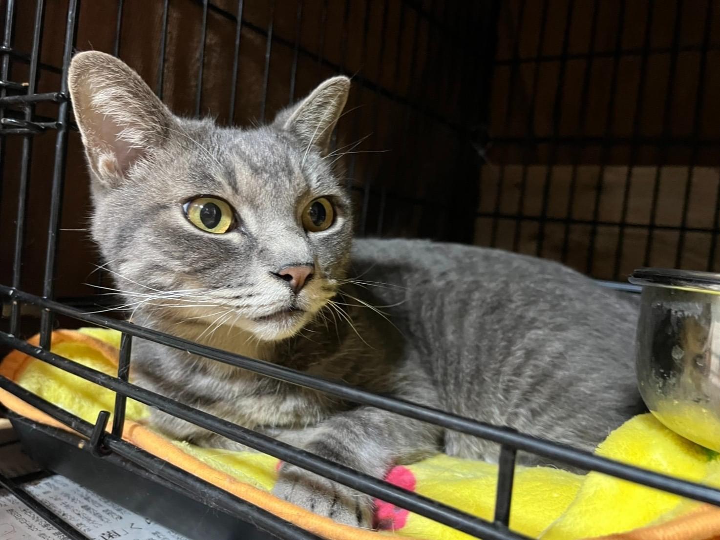 保護された猫 保護された猫