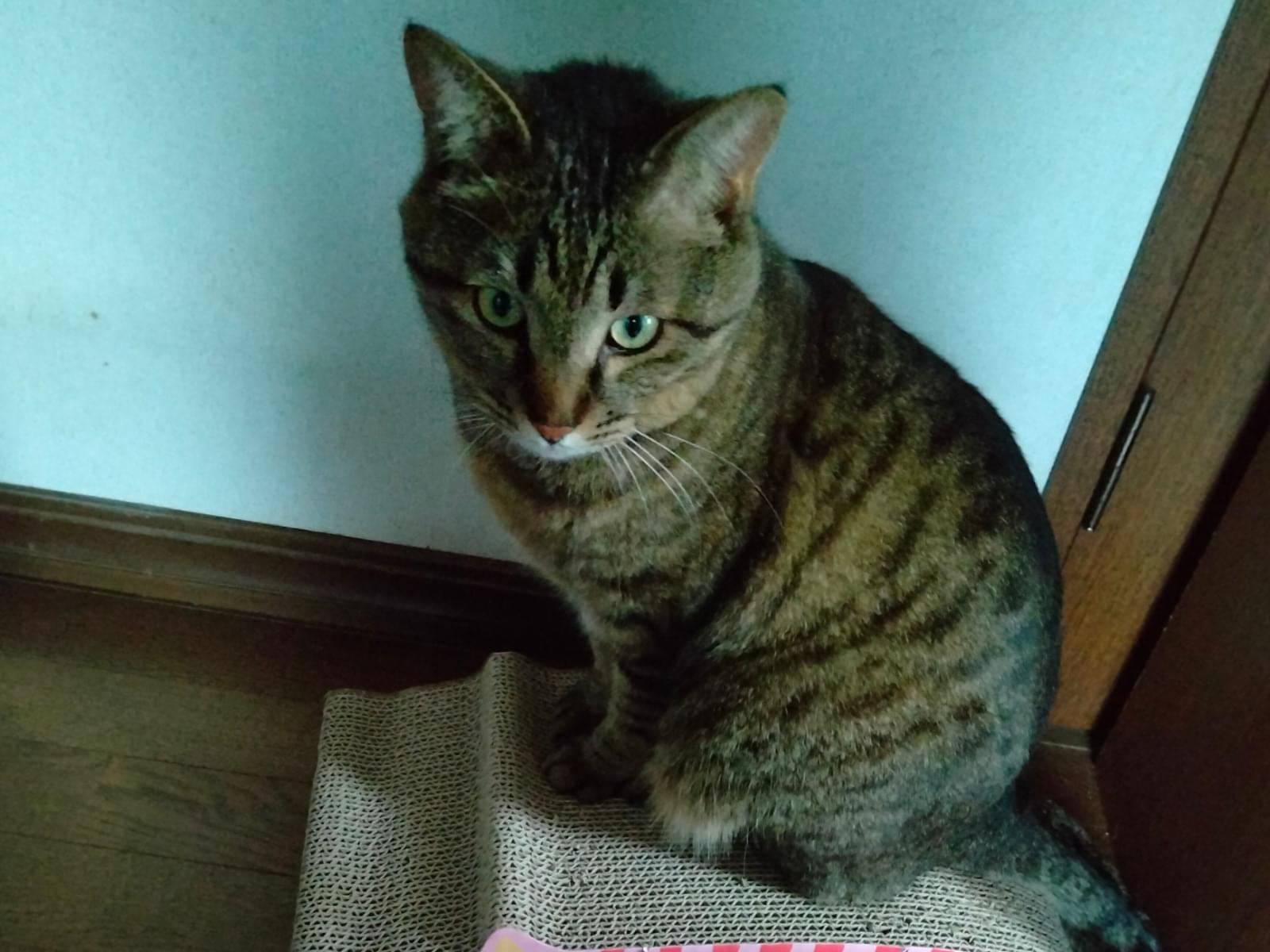 こだまちゃん こだまちゃん