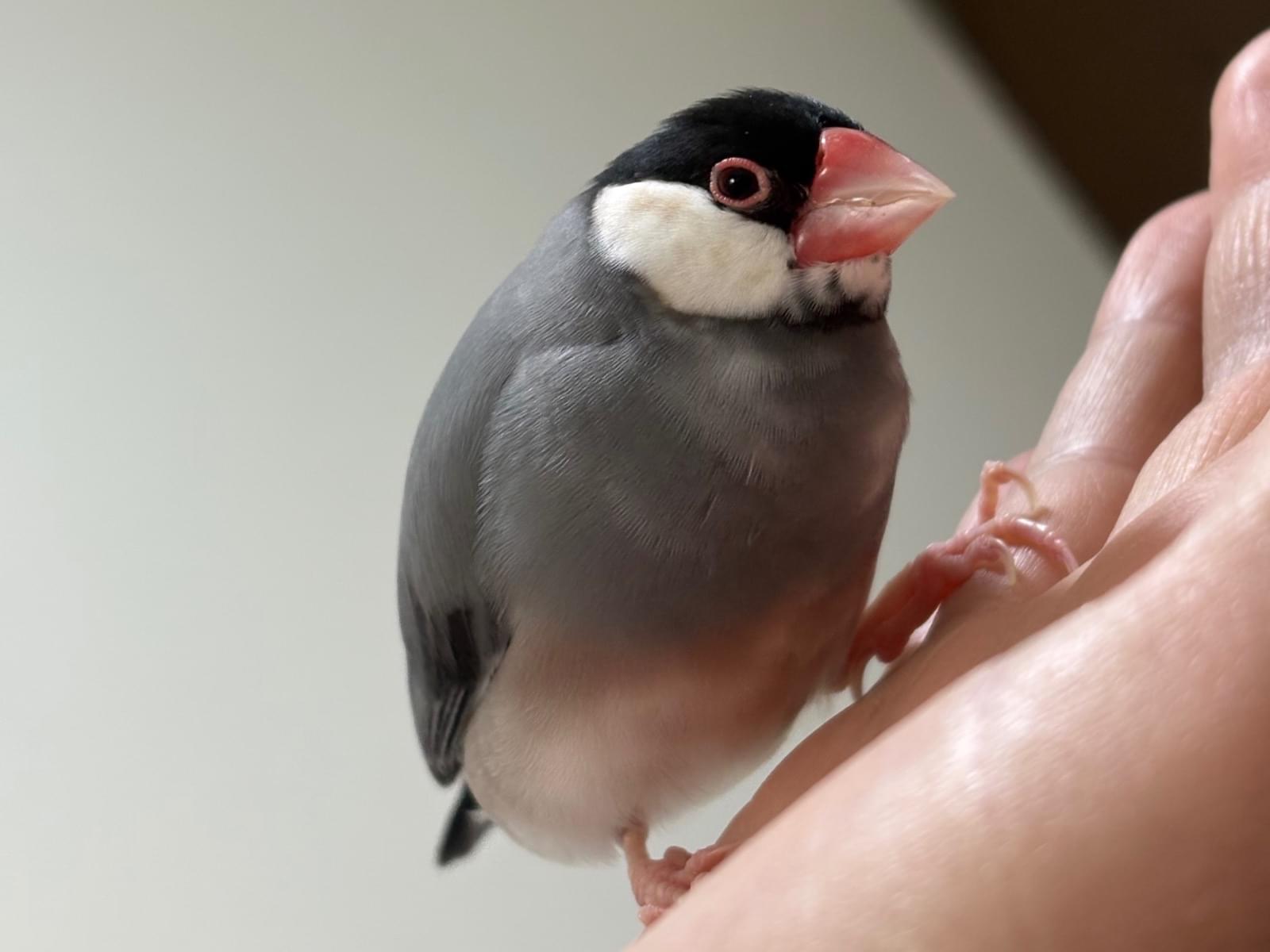 ハムちゃん ハムちゃん