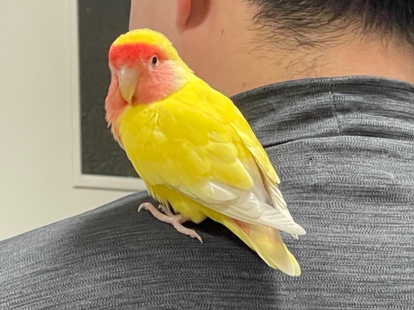 保護された鳥 保護された鳥