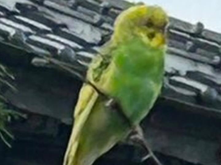 目撃された鳥 目撃された鳥