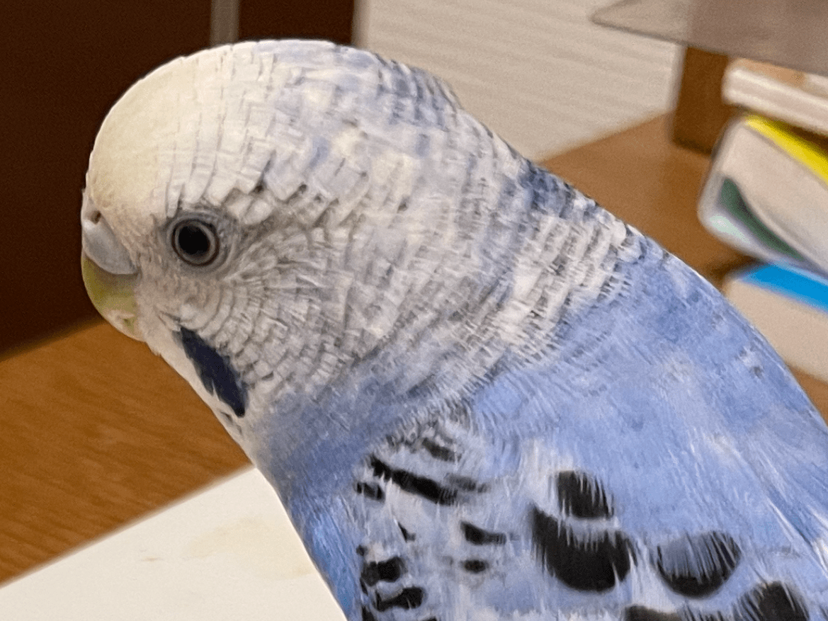 トトちゃん トトちゃん