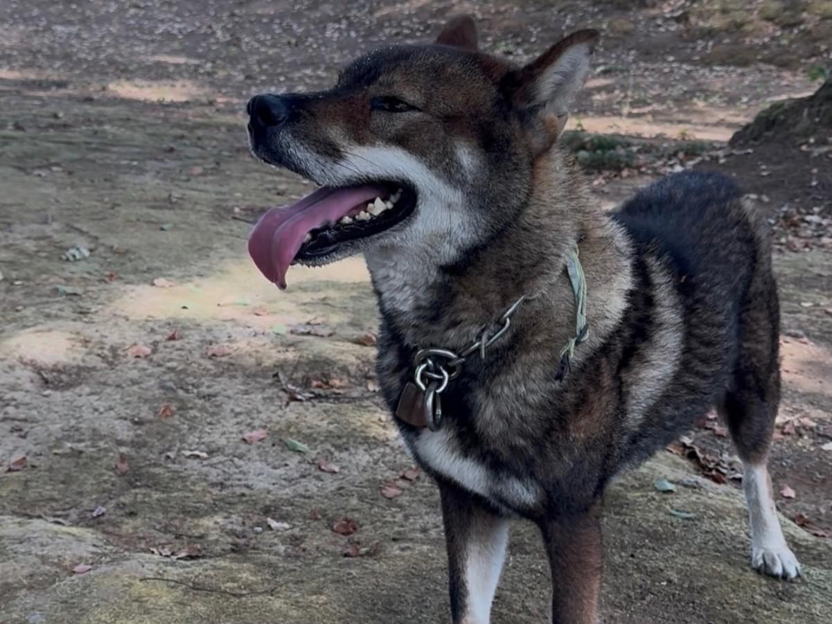 保護された犬