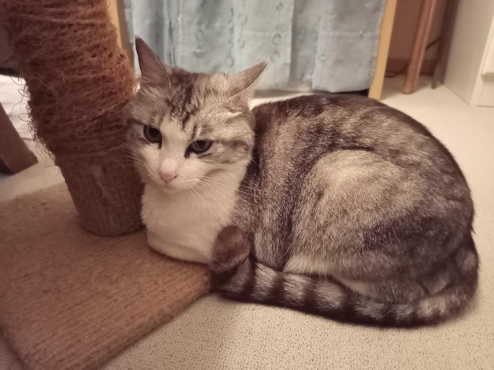 ルナちゃん ルナちゃん