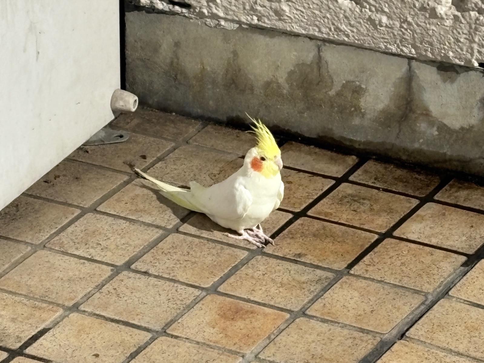 目撃された鳥 目撃された鳥
