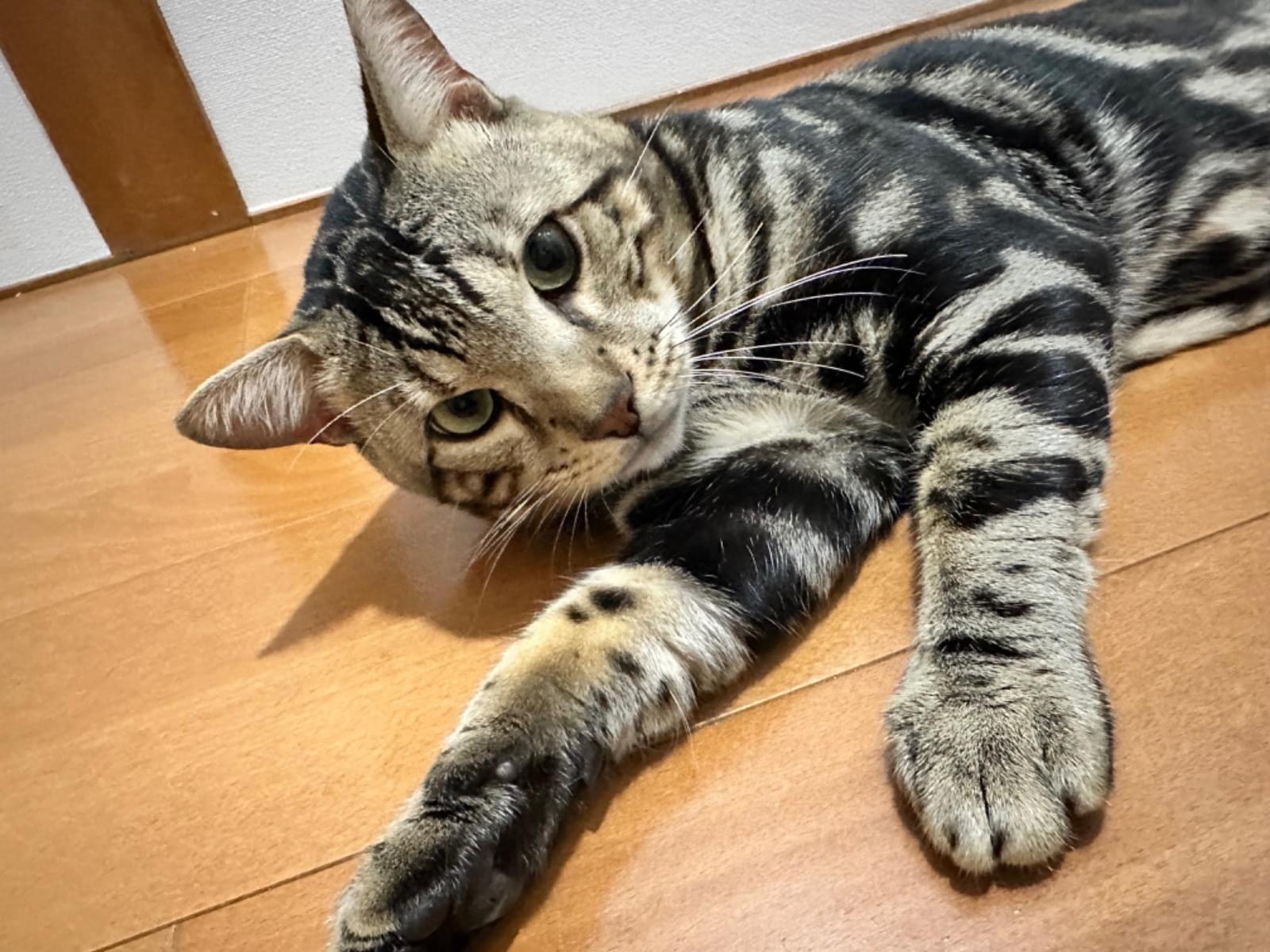 レオンちゃん レオンちゃん