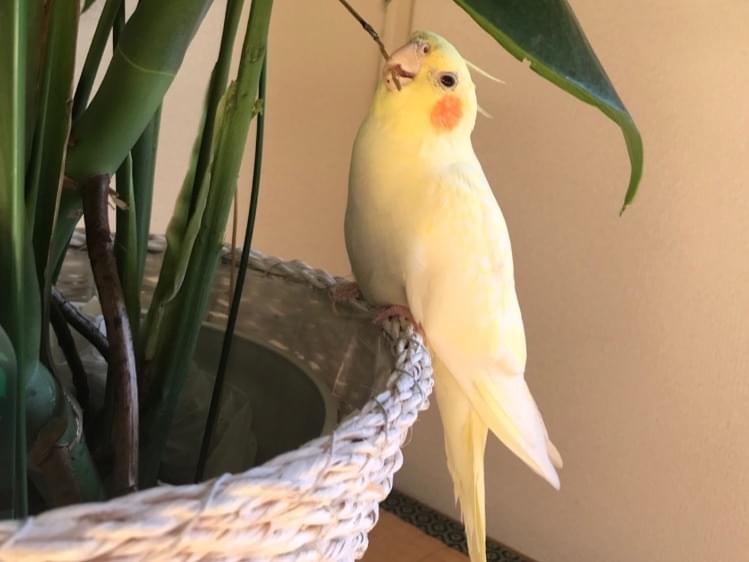 ぺーちゃん ぺーちゃん