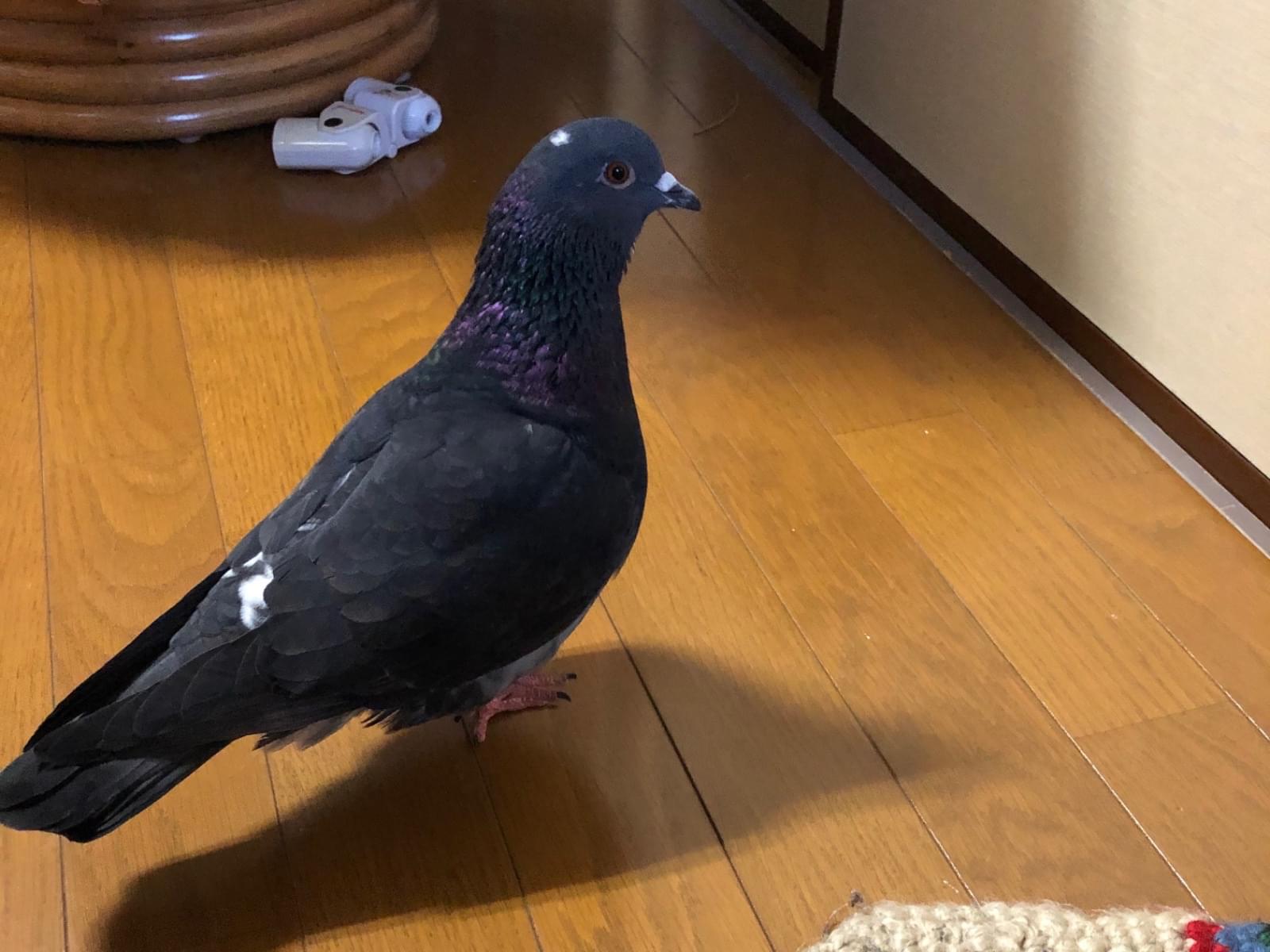 保護された鳥 保護された鳥