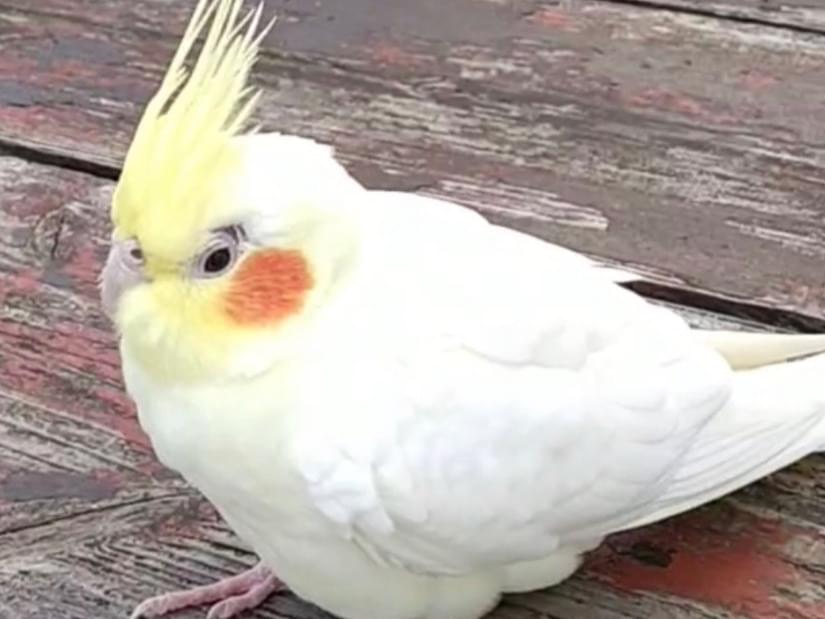 目撃された鳥 目撃された鳥