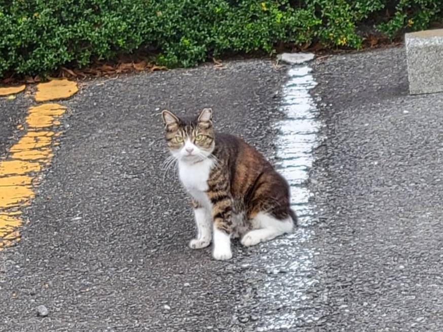 目撃された猫 目撃された猫