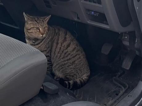 目撃された猫 目撃された猫