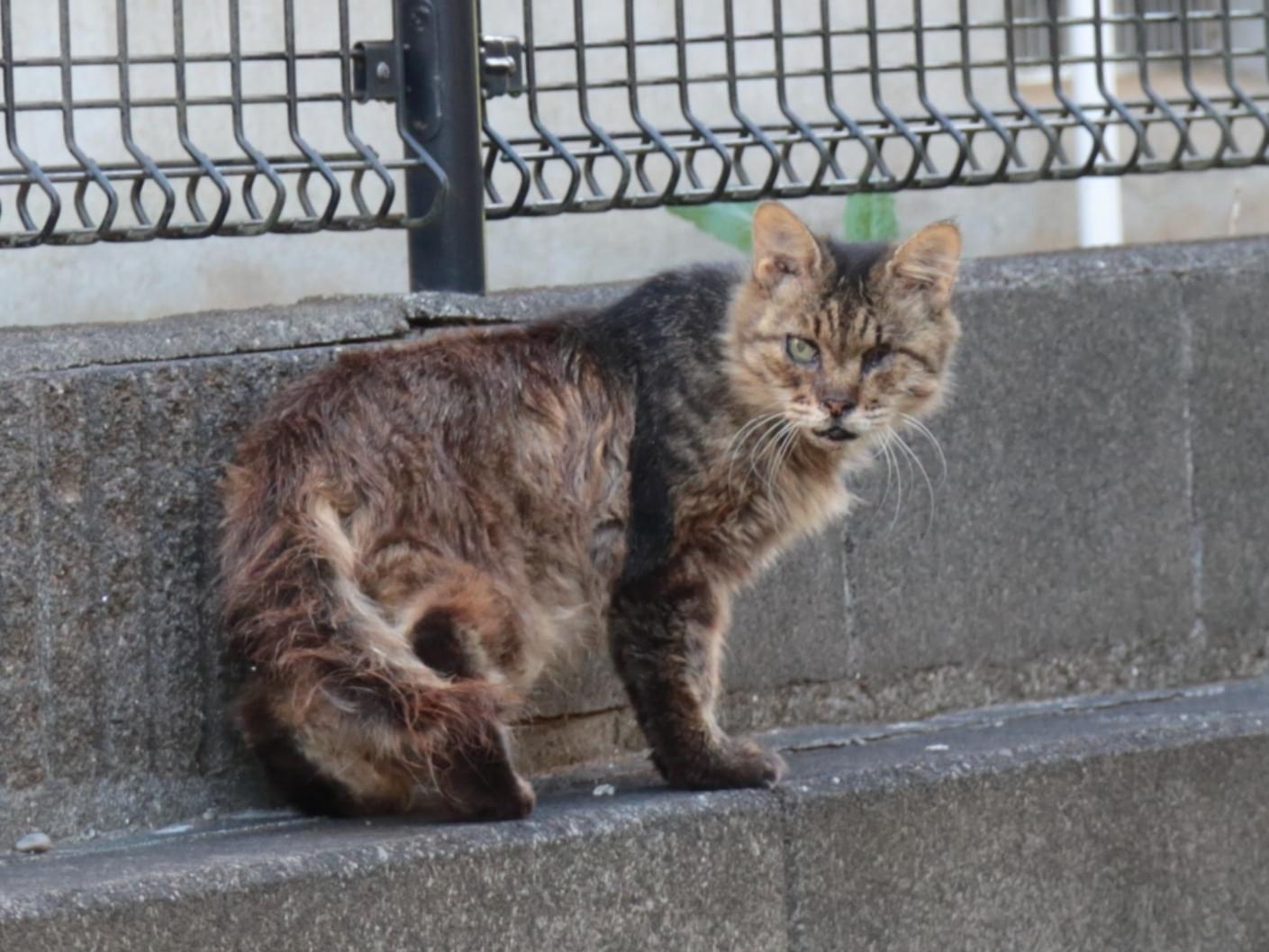 目撃された猫 目撃された猫