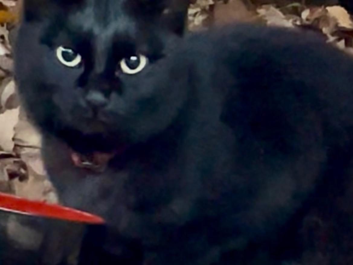 保護された猫 保護された猫