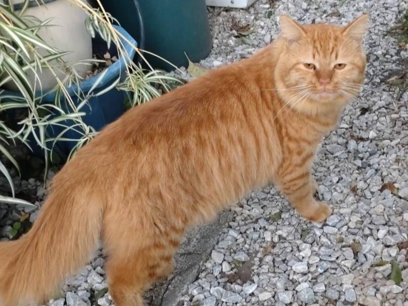 目撃された猫 目撃された猫