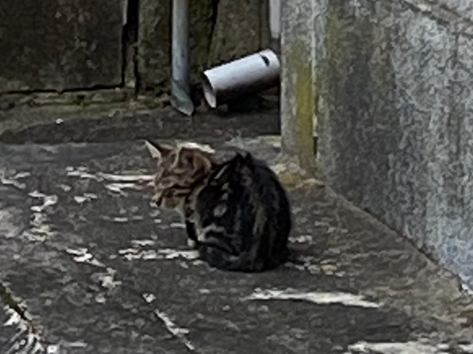 保護された猫 保護された猫